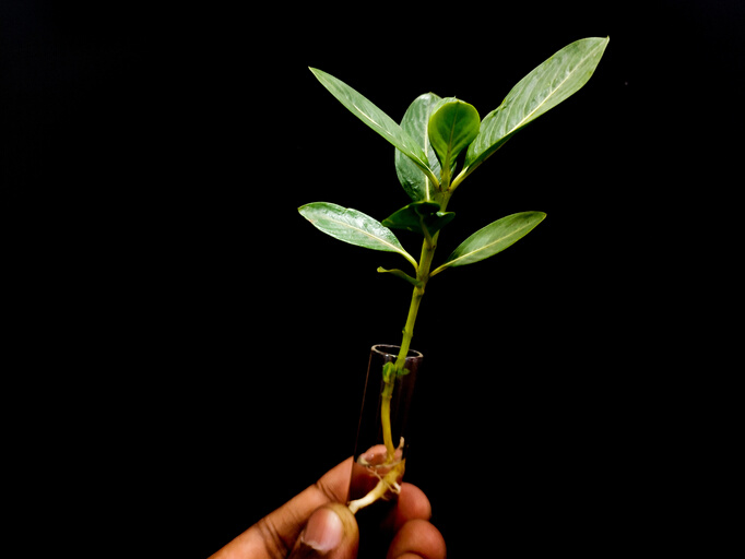 Plant growth in test tube